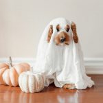 Lançamento da The Barkade Society com Evento Canino Inaugural